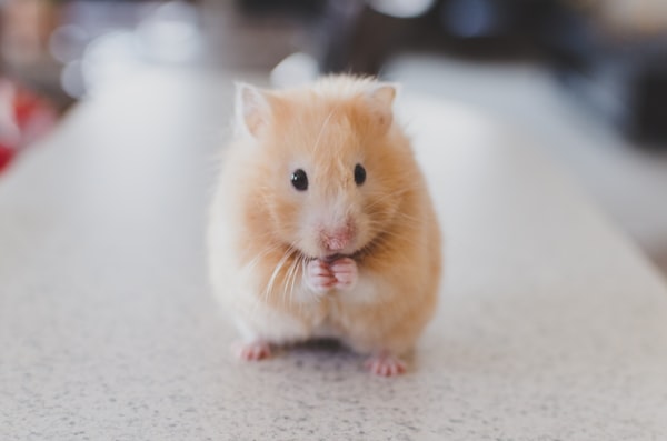 Small Pets