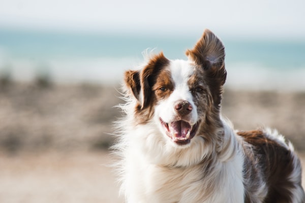 Happy Dog Supplement Chews